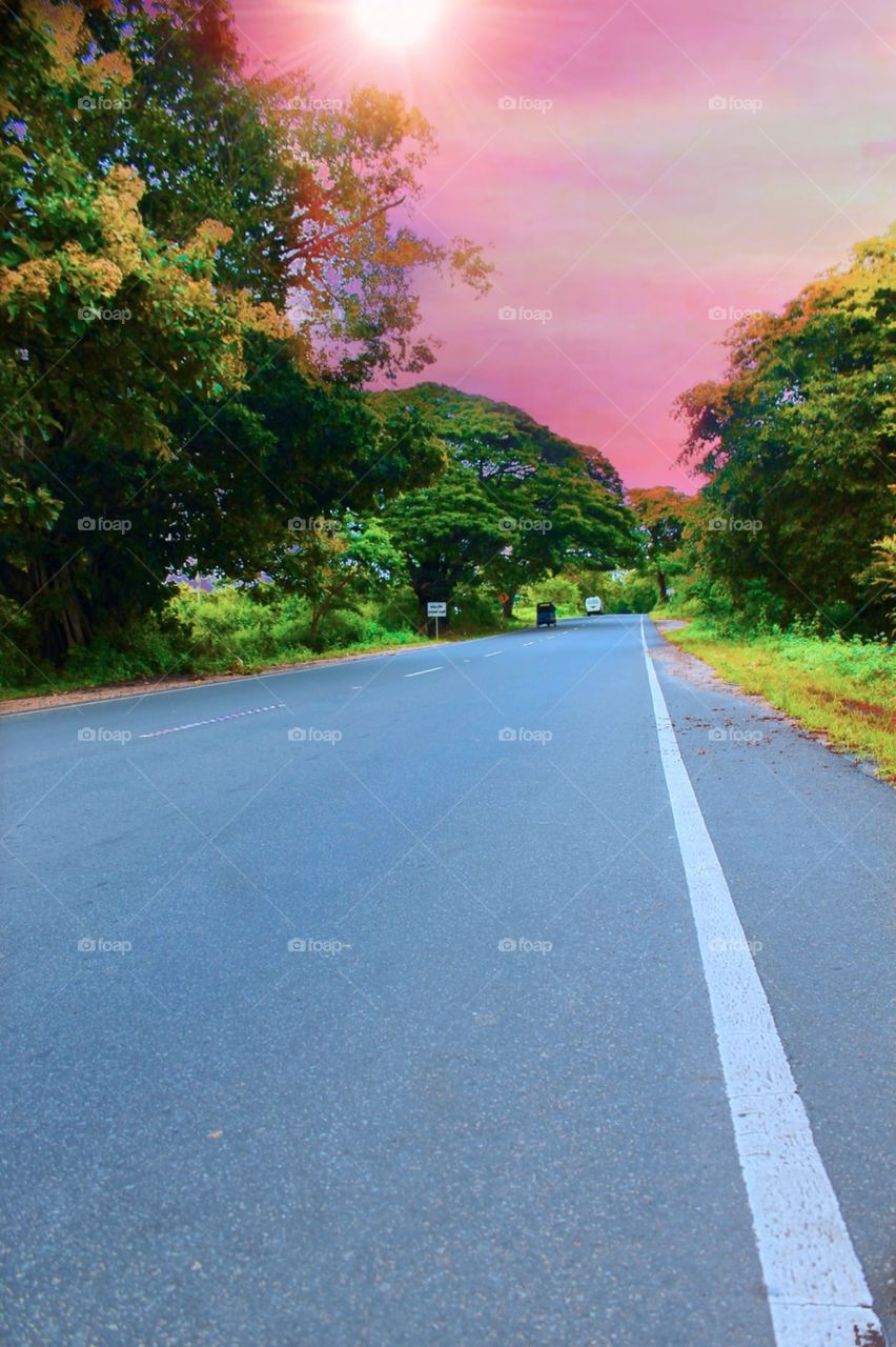 Tree road