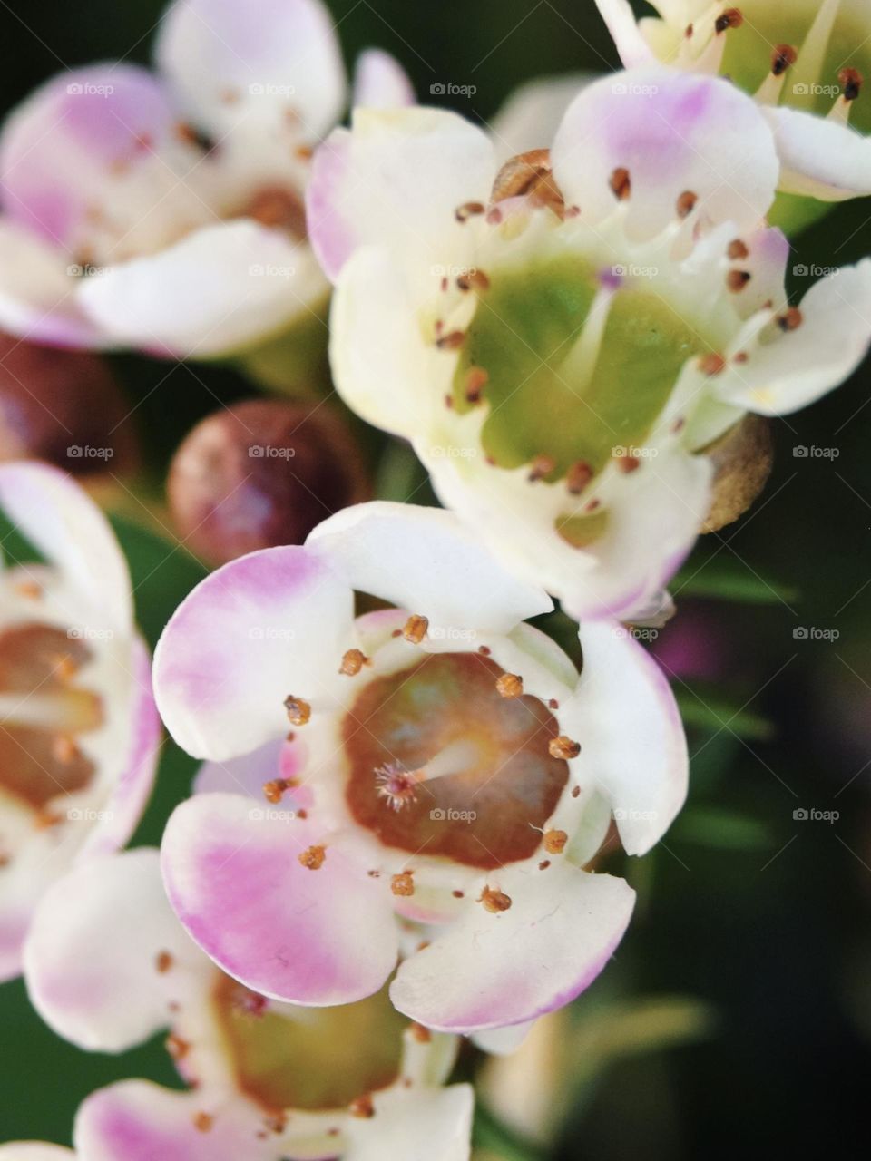 The pink tinged petals on a cluster of white flowers unfurl in spring sunshine in England.