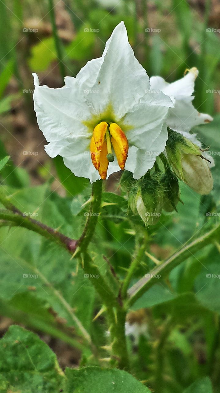 Horse Nettle