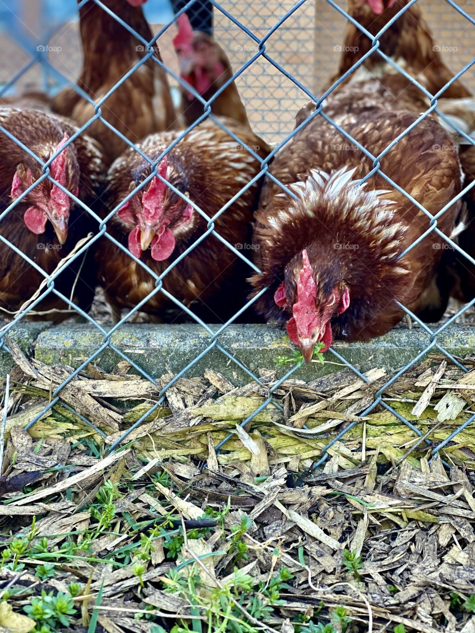 Swiss chickens eat grass in nature