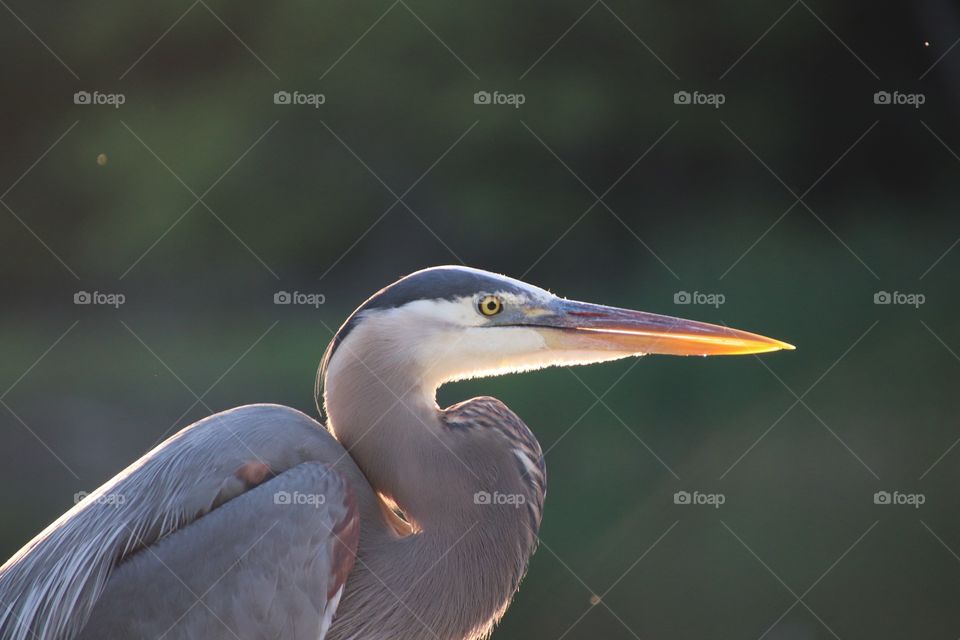 Sun shines on a Blue Herron illuminating the beak and showing its beauty