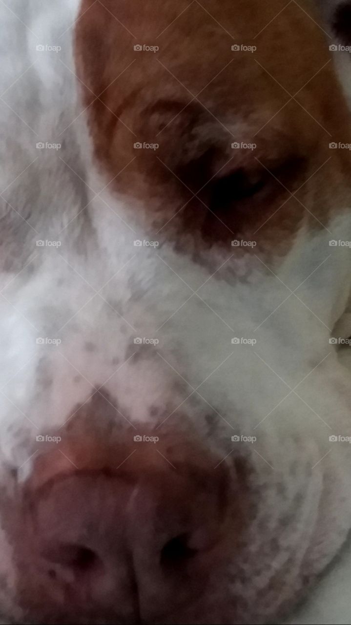 Dogs of USA at rest after a hard day of playing  mix breed