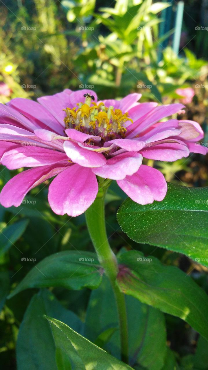 Nature, Flower, Garden, Flora, Summer