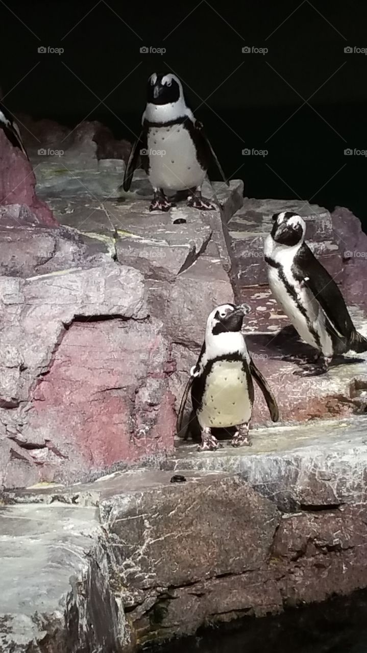 Penguin at New England Aquarium