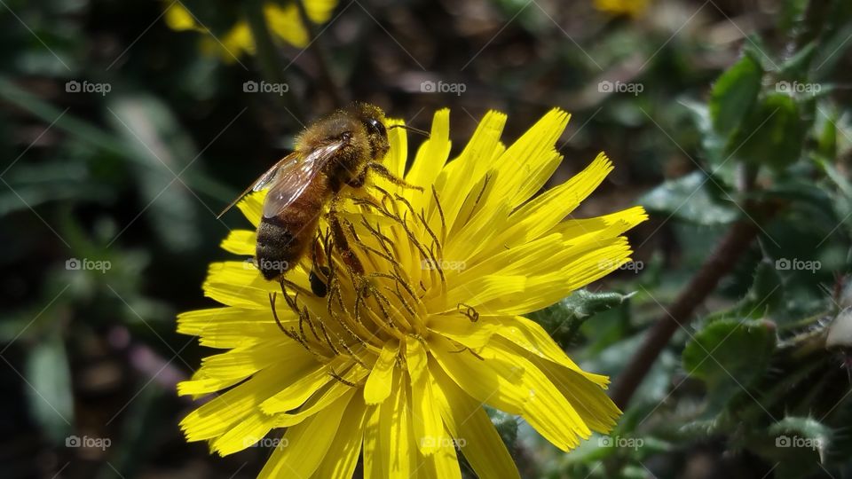 Bee, Nature, Flower, Insect, Pollen