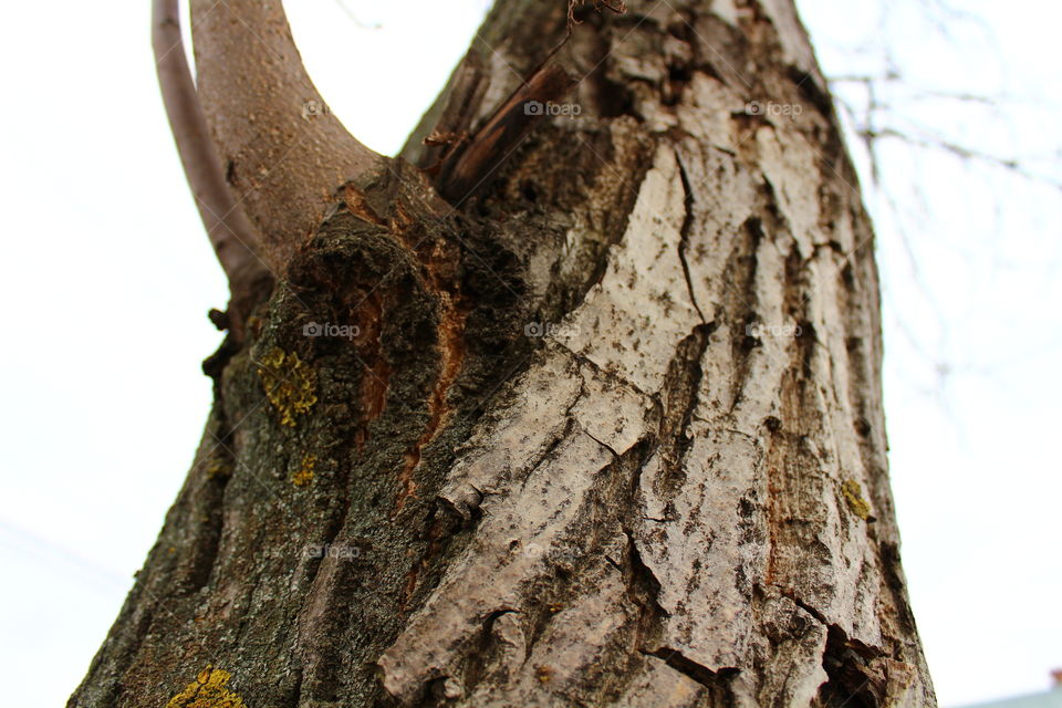 Bark of white tree