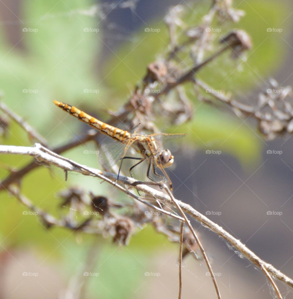 orange dragon fly sitting on a Brown twig