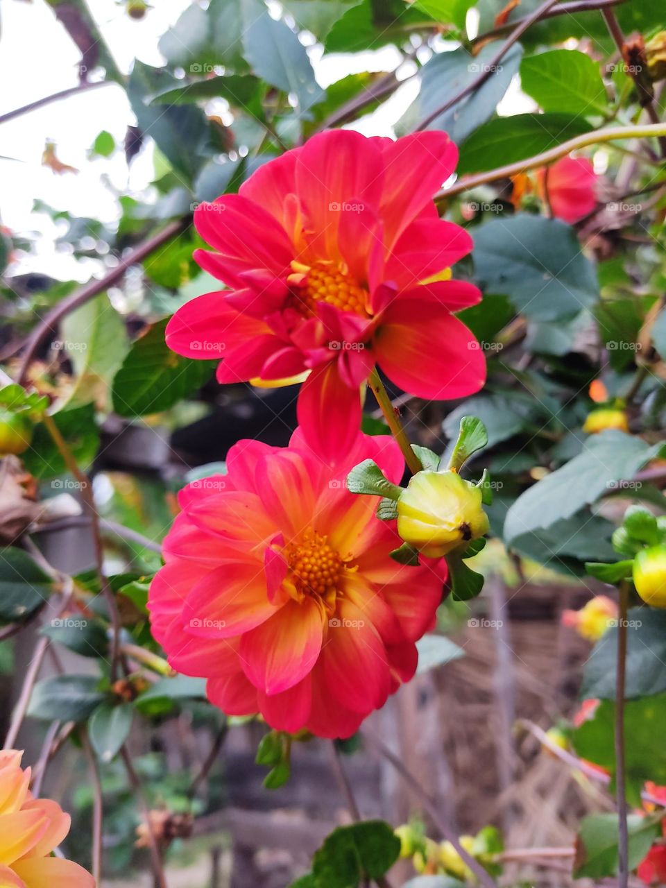 etapas de inicio y madurez de las Dalias🏵️