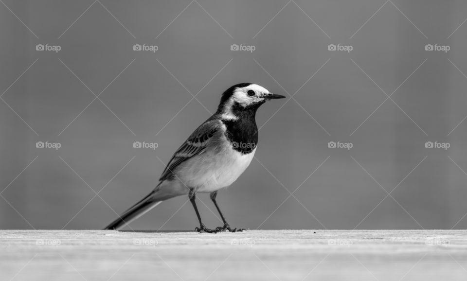 A white wagtail bird at the edge of the jetty by a lake in Finland on sunny summer afternoon
