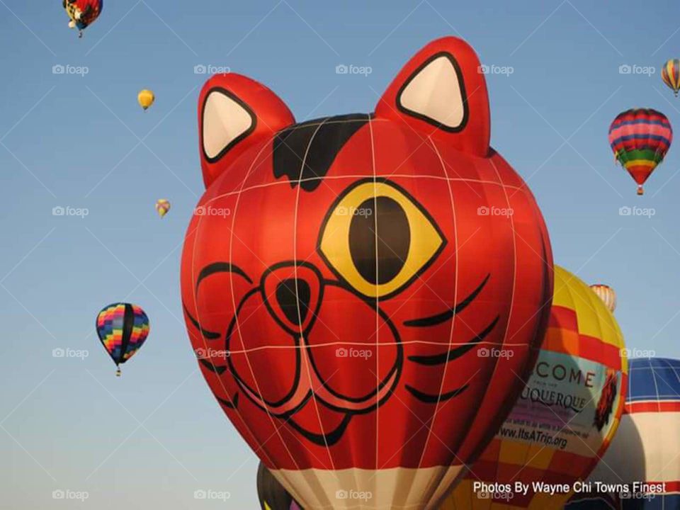 meow. Balloon Fiesta