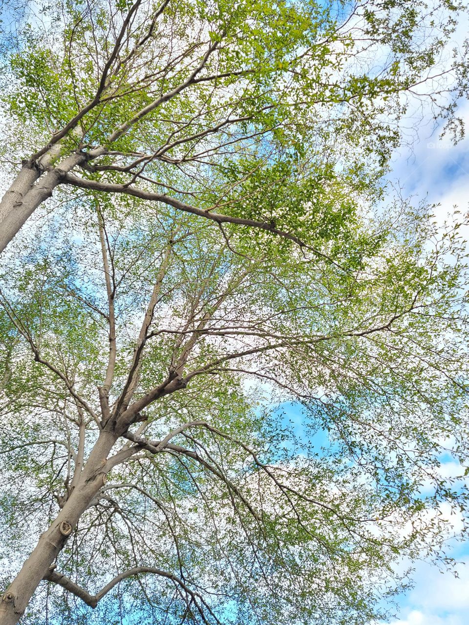 TREE AND SKY