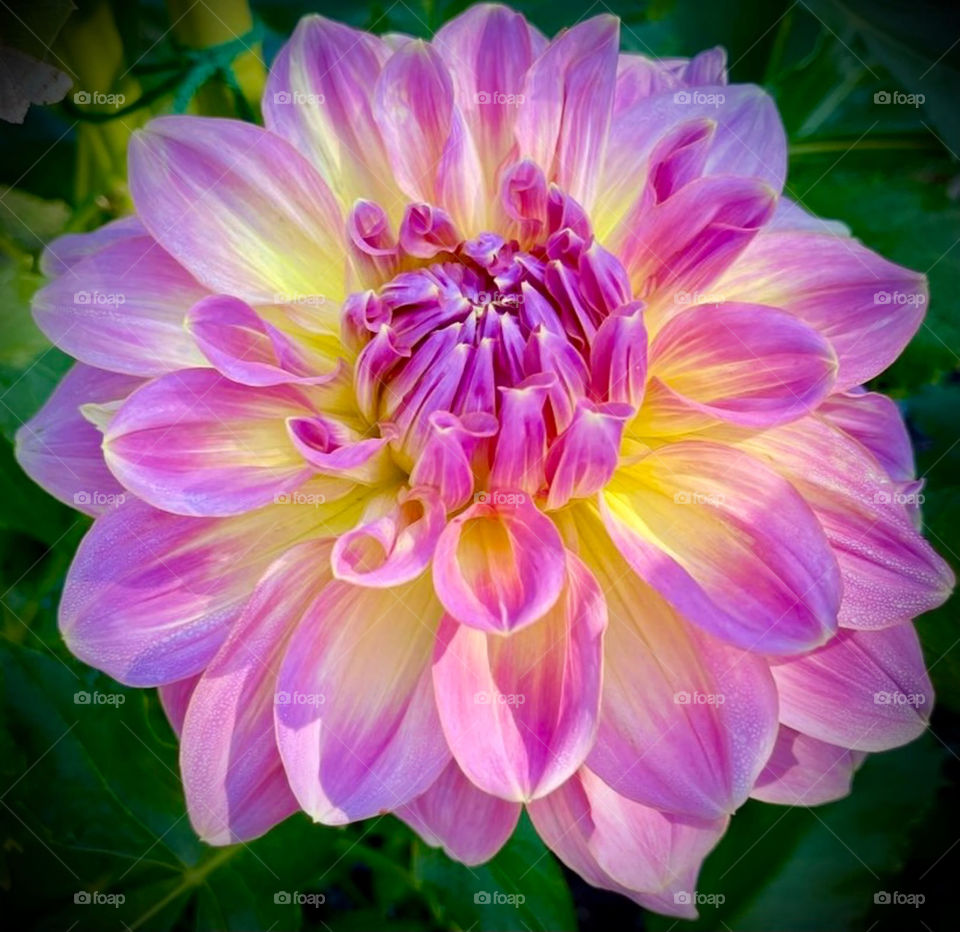 A sun lit pink dahlia surrounded by beautiful lush greens in the gardens