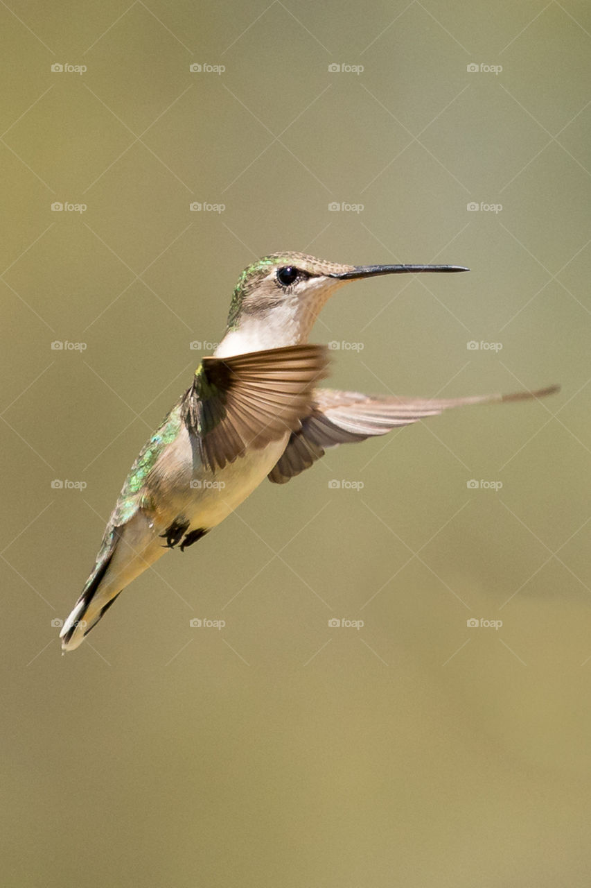 a beautiful little hummingbird floating around me. so beautiful and magic