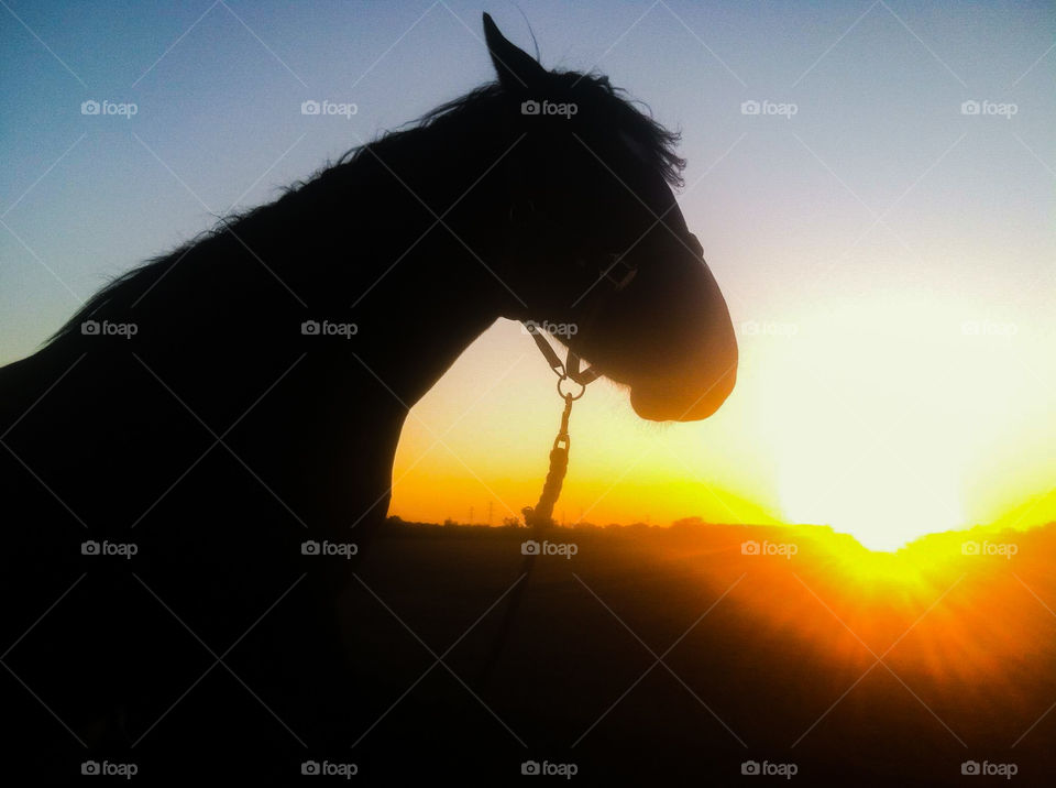 Horse On Prairie At Sunset 