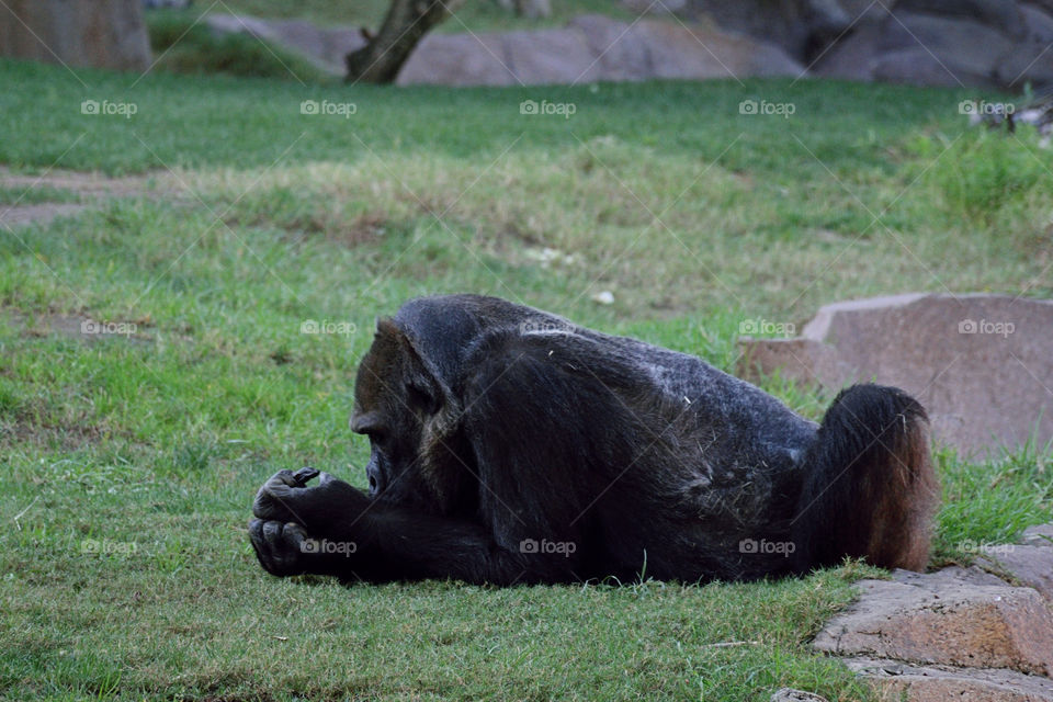 Monkeying Around