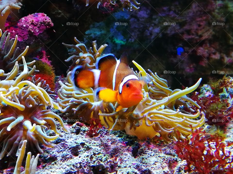 Clown fish