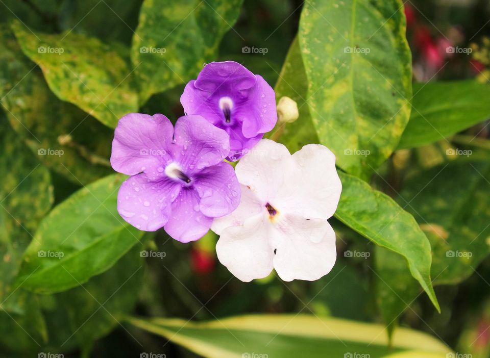 Bengal clock vine or sky flower. One of the most beautiful climbing plants with lush foliage and fragrant purple and white flowers