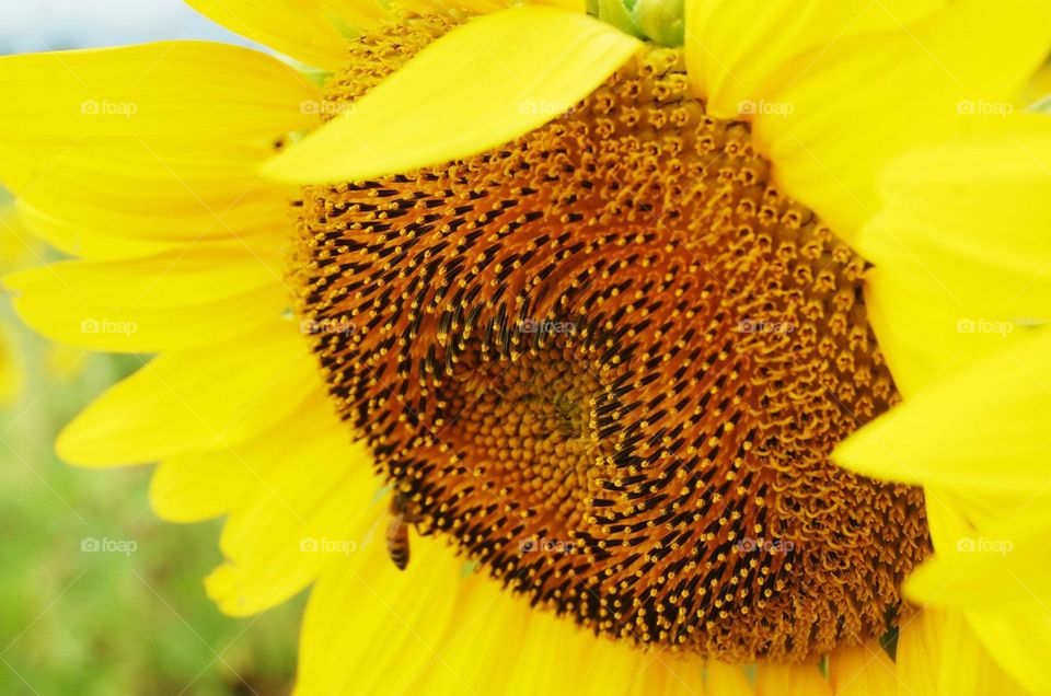 Sunflower with Honey Bee.