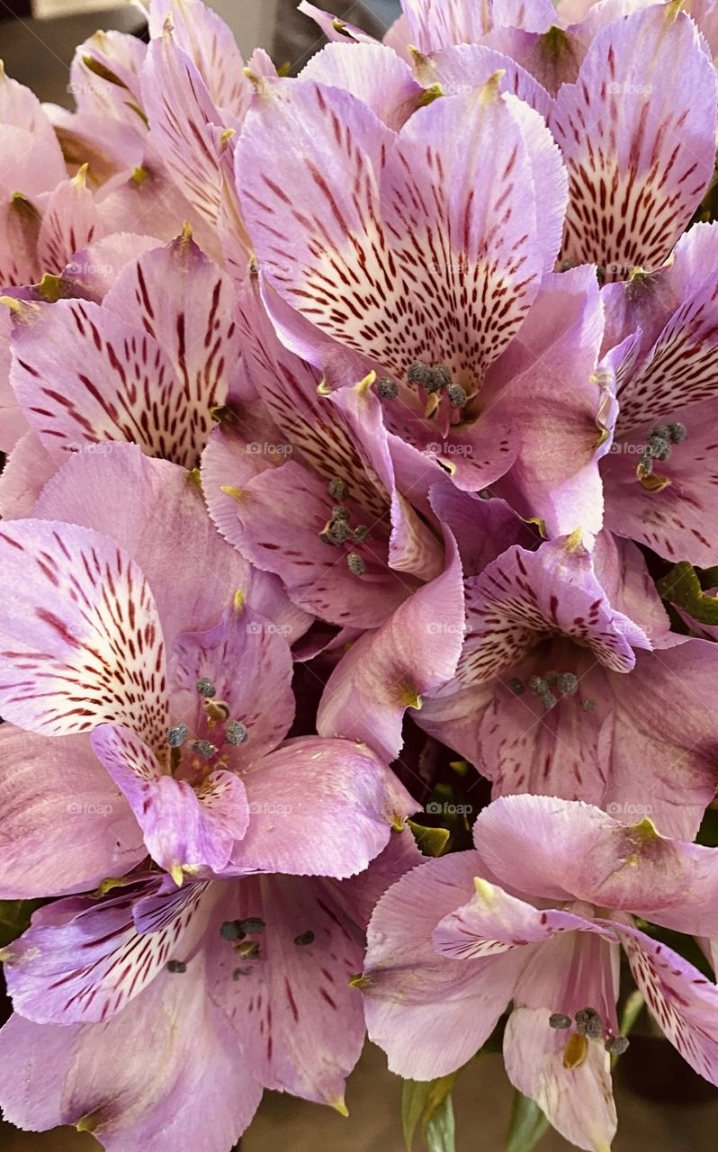 Purple Lily’s fresh Cut and Ready for the cemetery for Past Family Members. 