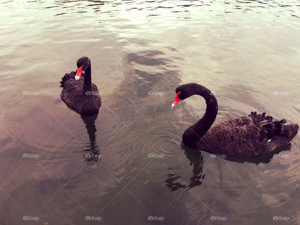 Black Swans. Beautiful Black Swans 
