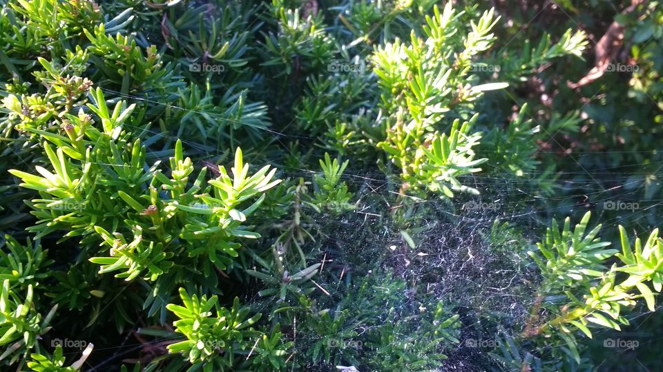 bushes with webs