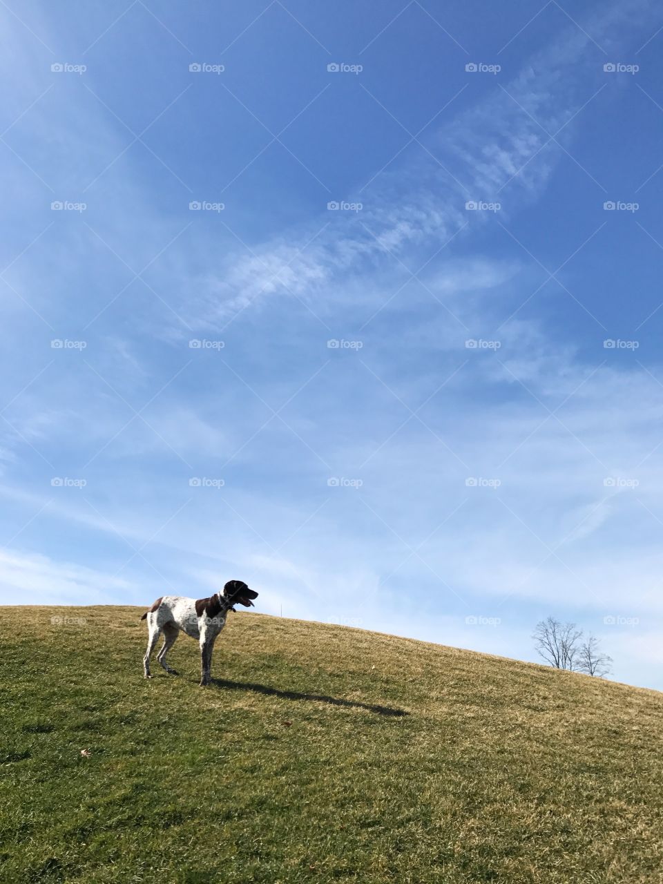 Puppy on a hill