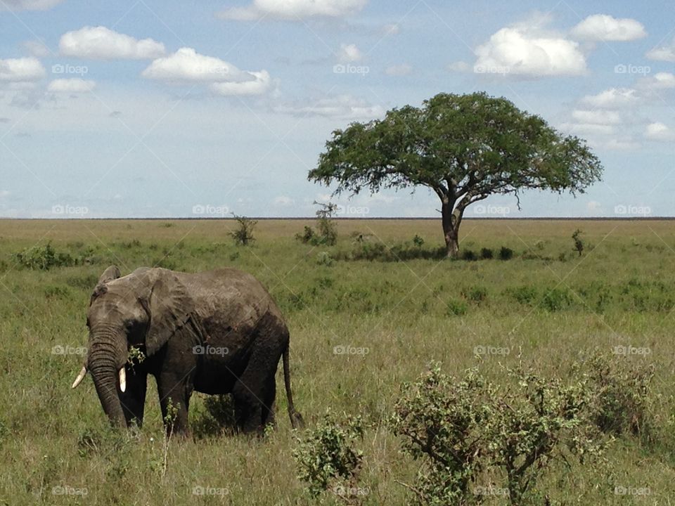 Elephant on the Serengeti 