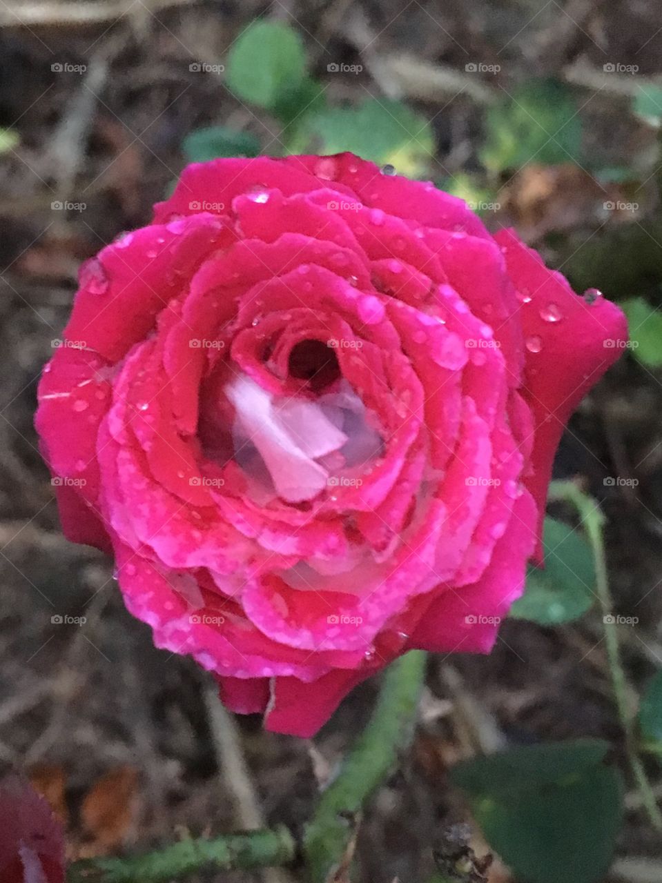 🌺Fim de #cooper! 
Suado, cansado e feliz, alongando e curtindo a beleza das #flores.
🏁
#corrida #treino #flor #flower #flowers #pétalas #pétala #jardim #jardinagem #garden #flora #run #running #esporte #alongamento