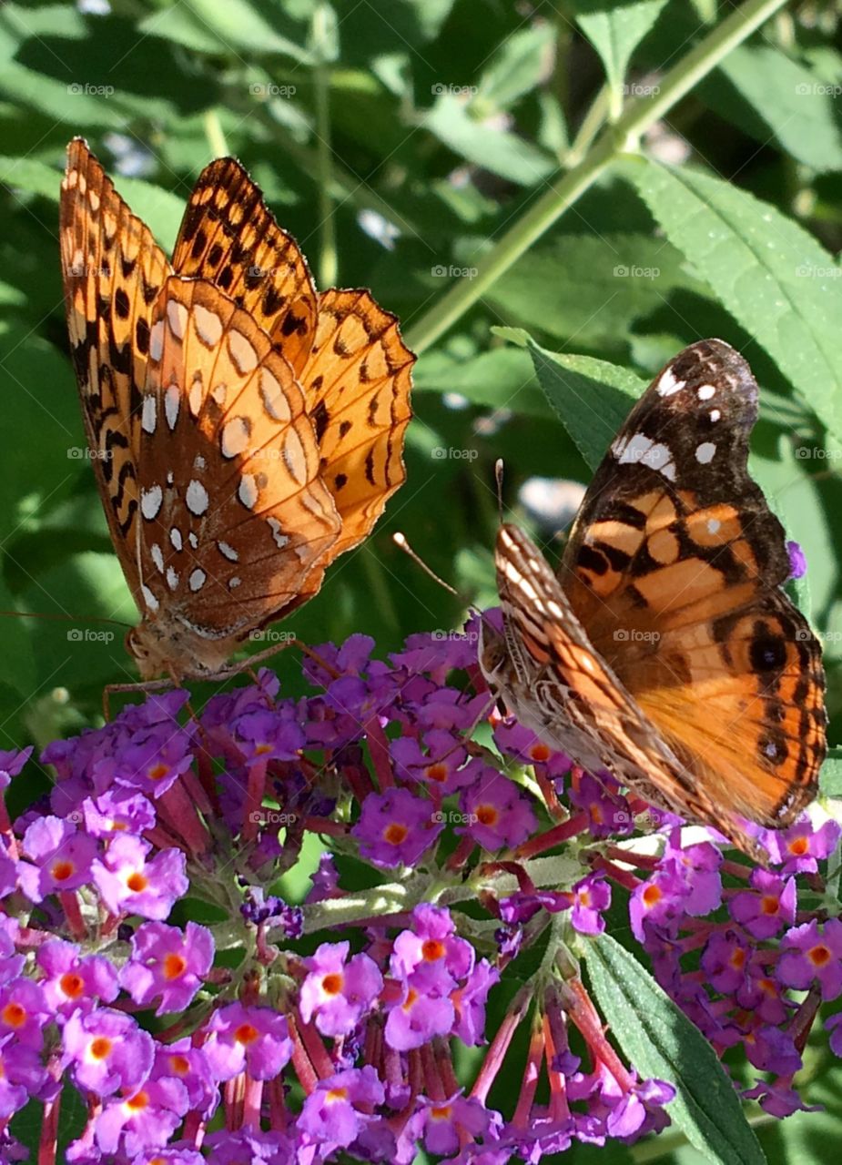 Two different butterflies on same flower bud, purple butterfly bush!