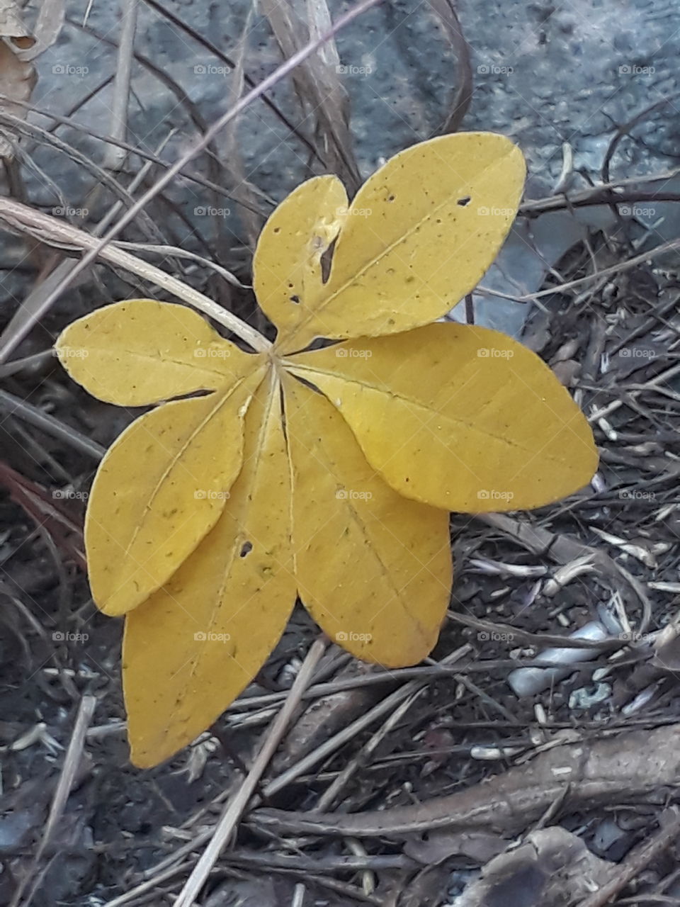 yellow petals