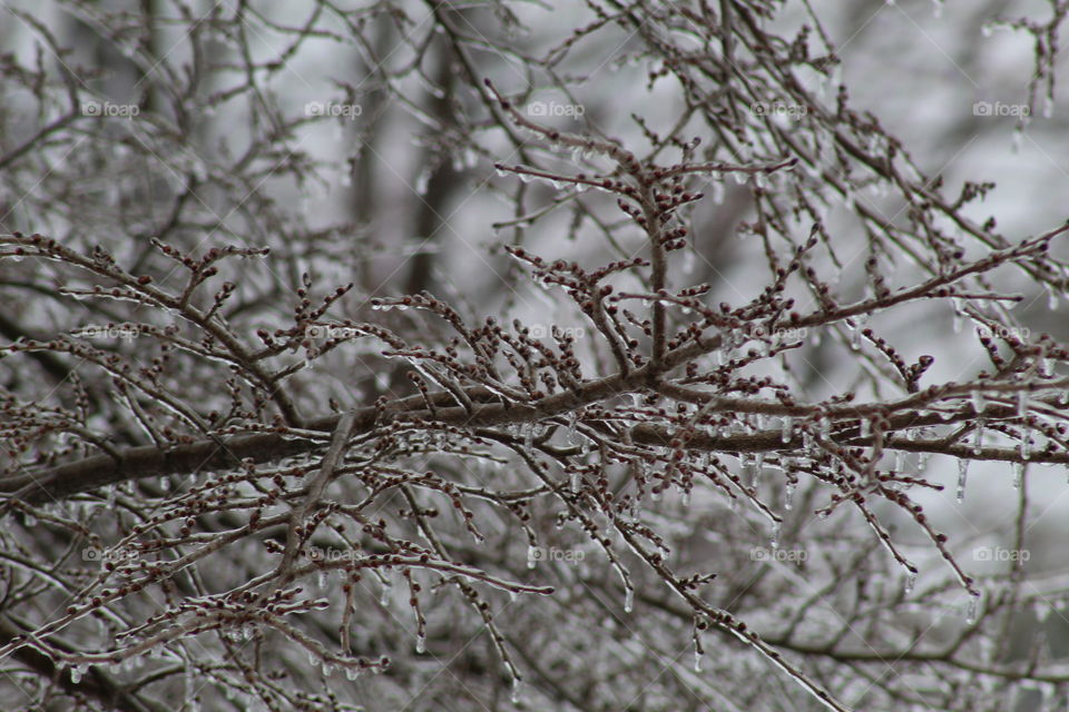 ice storm tree branches with buds
