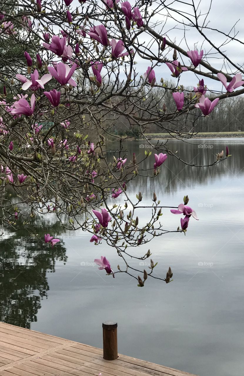 Magnolia in blooms 