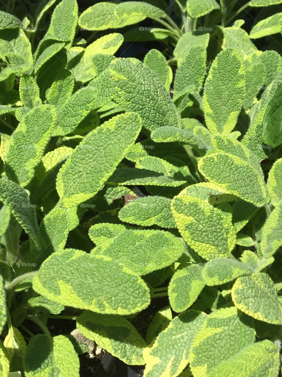 Sage 