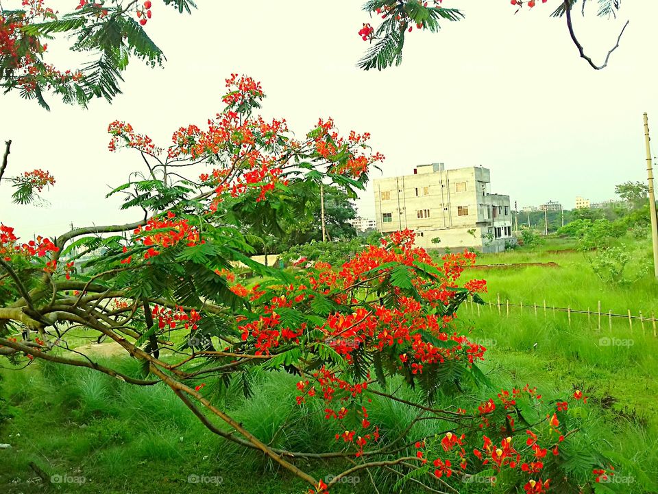 Royal poinciana flower closeshot