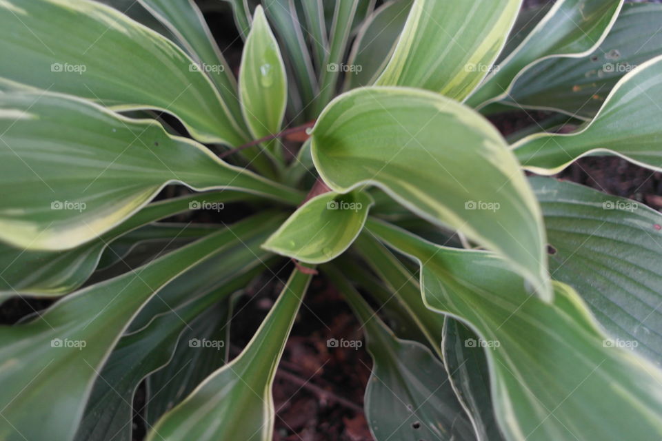 Hosta potted plants 