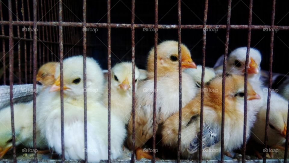 Chicks in the cage in the small farm