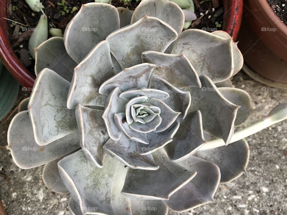 Succulent