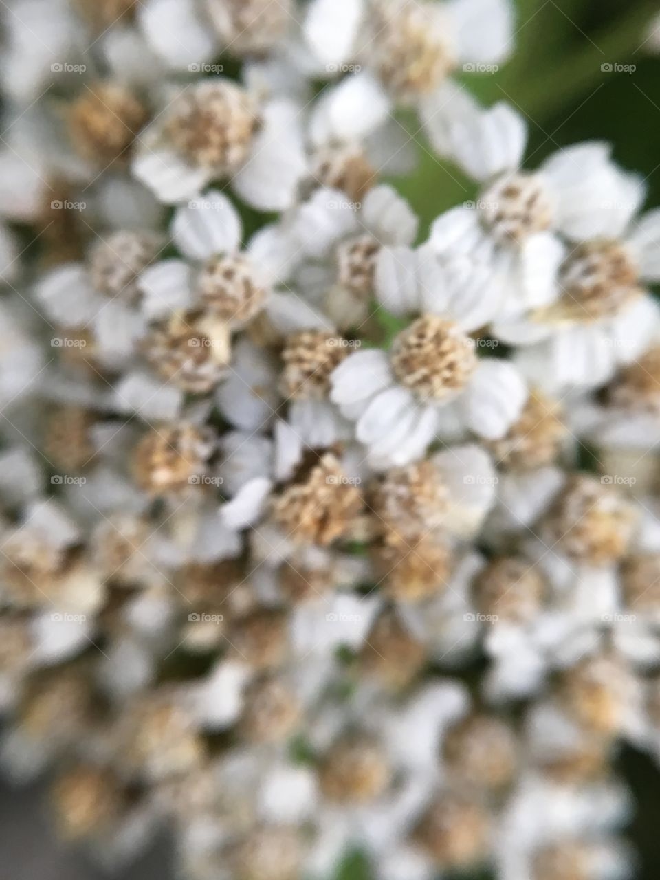 Nature, Desktop, Closeup, Flora, Season