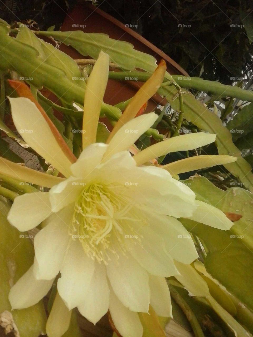 Cactus in bloom