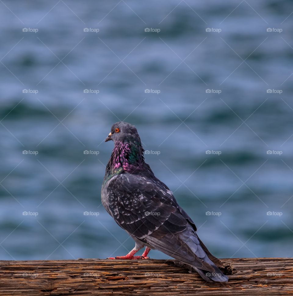 Pigeon photo 