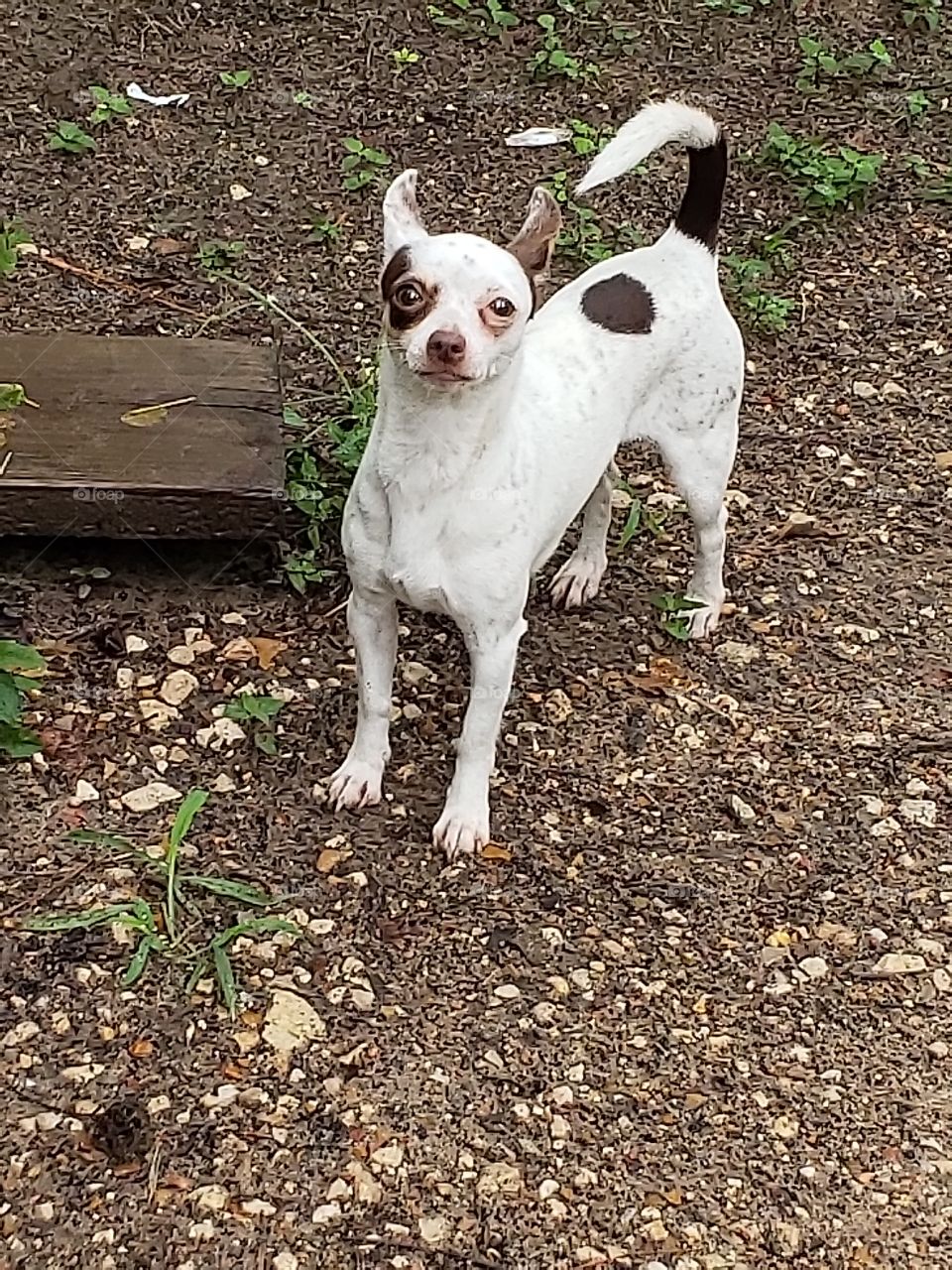 chihuahua