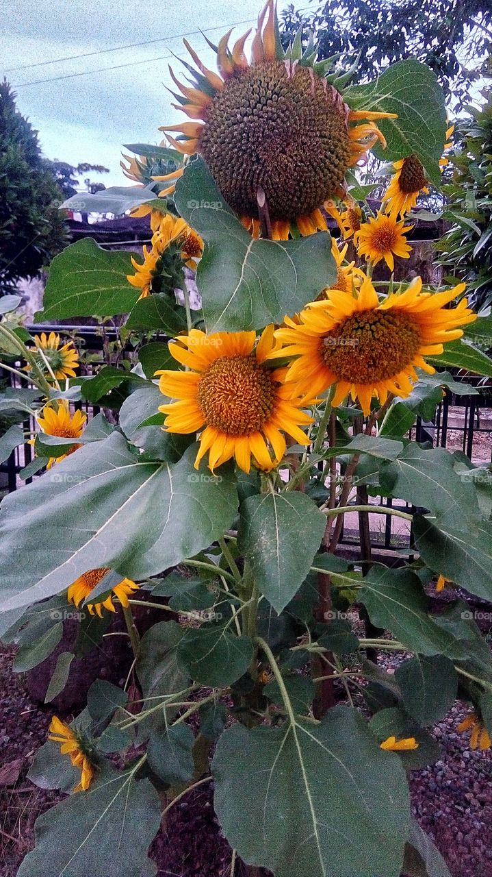 spring with sunflower