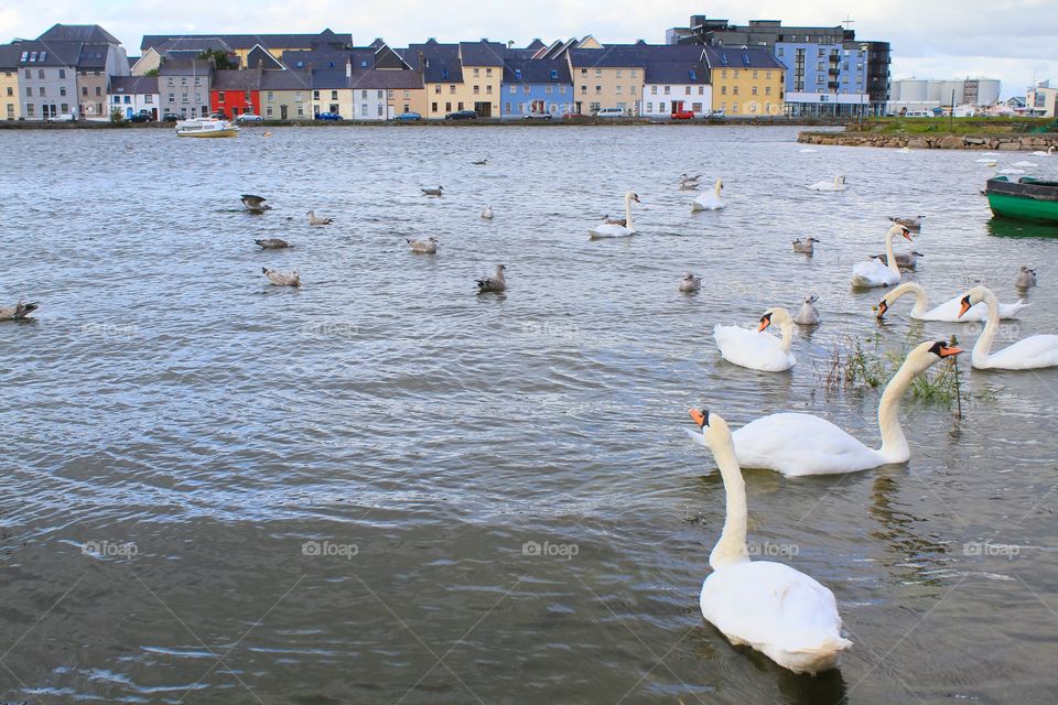 Water, Swan, No Person, Bird, Lake