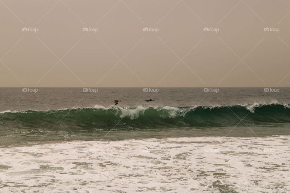 Birds flying above a wave 