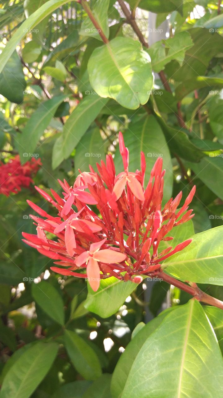 flores vermelhas red flowers