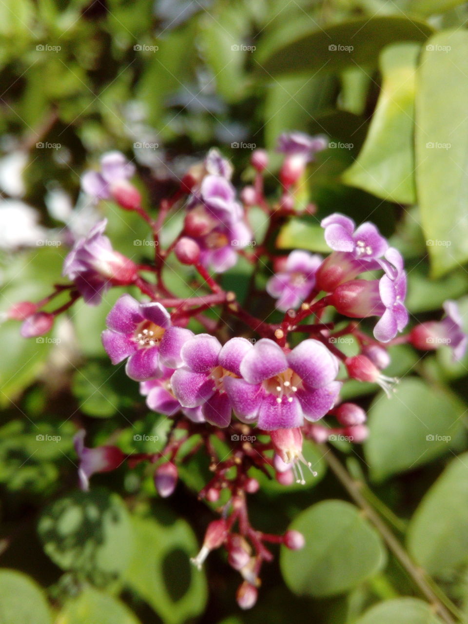 Small Purple Flowering Tree