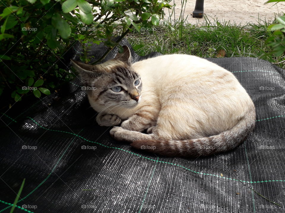 my cat in the garden