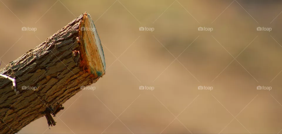 Wood