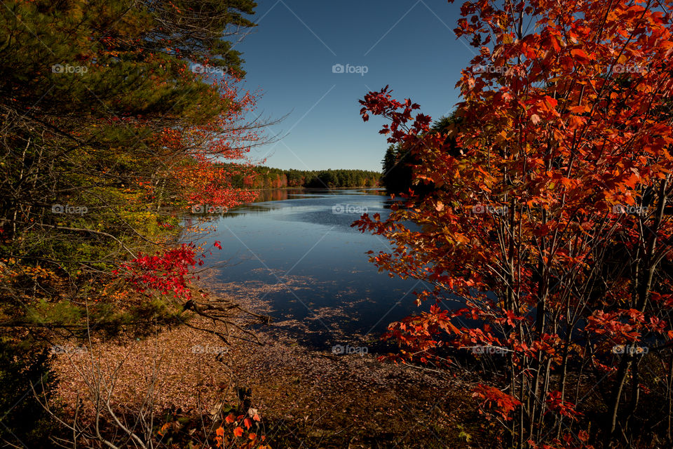 Fall lead color change