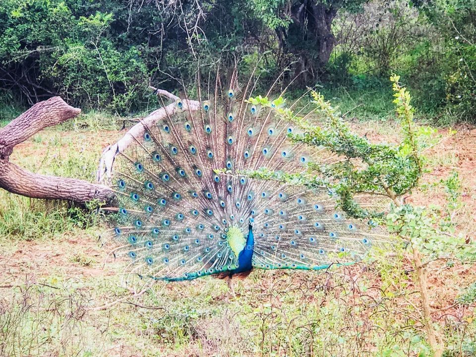 Peacock